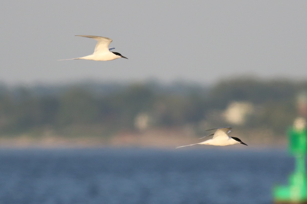 Roseate Tern - ML620682713