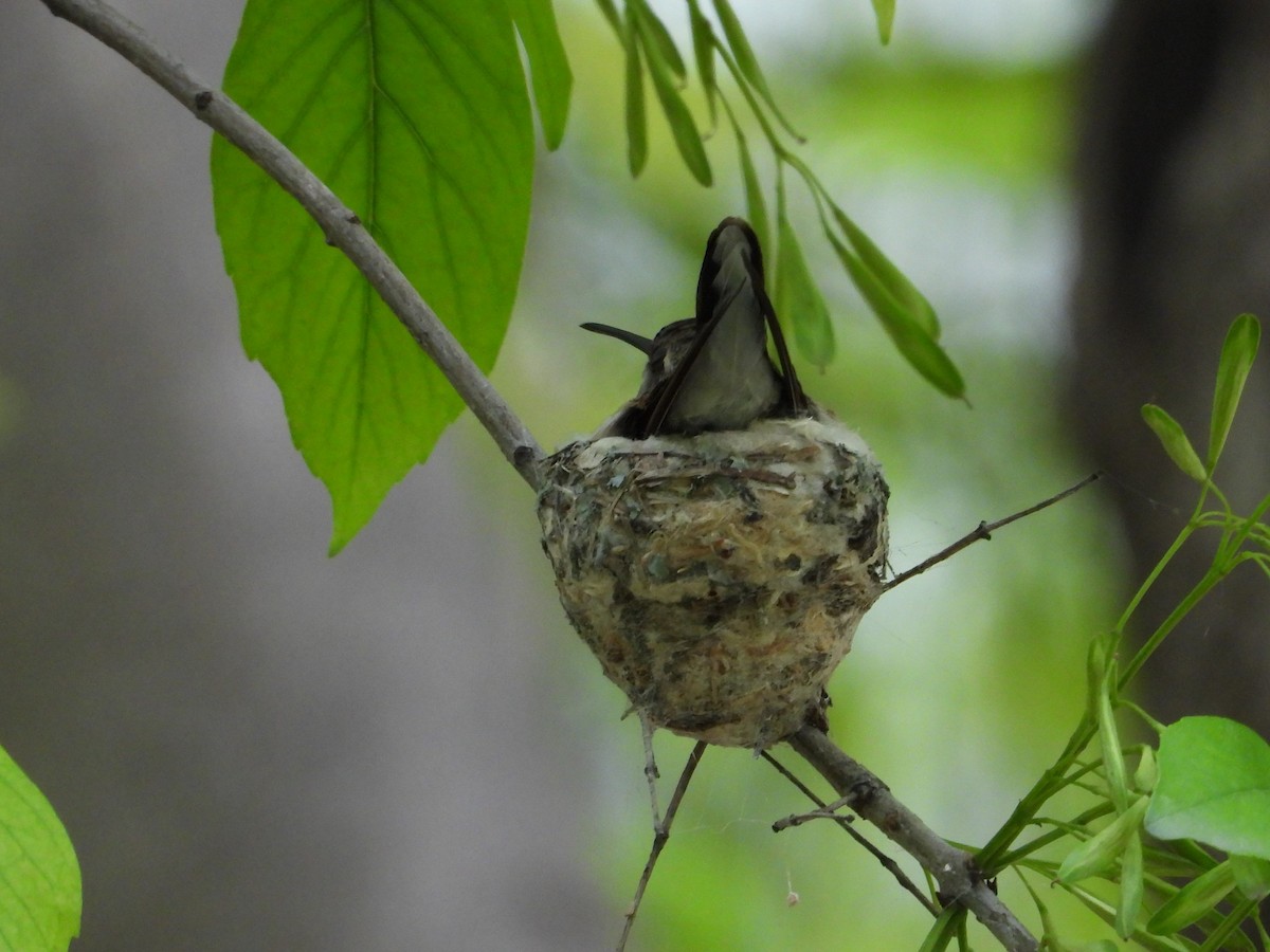 Black-chinned Hummingbird - ML620682714