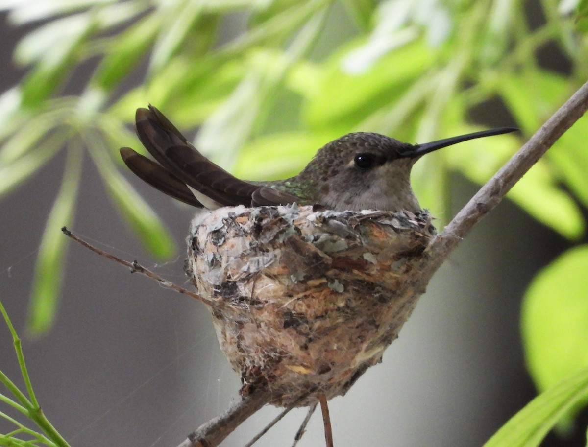 Black-chinned Hummingbird - ML620682715