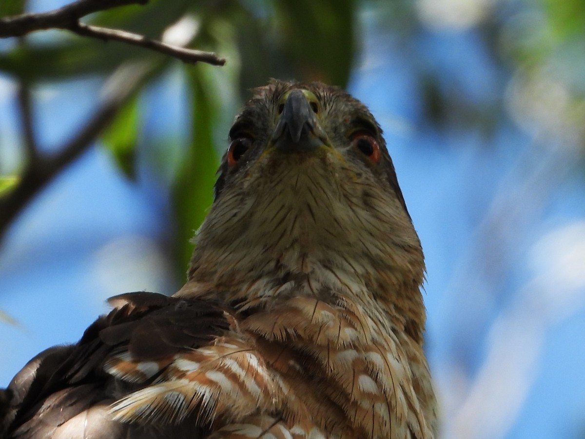 Cooper's Hawk - ML620682720