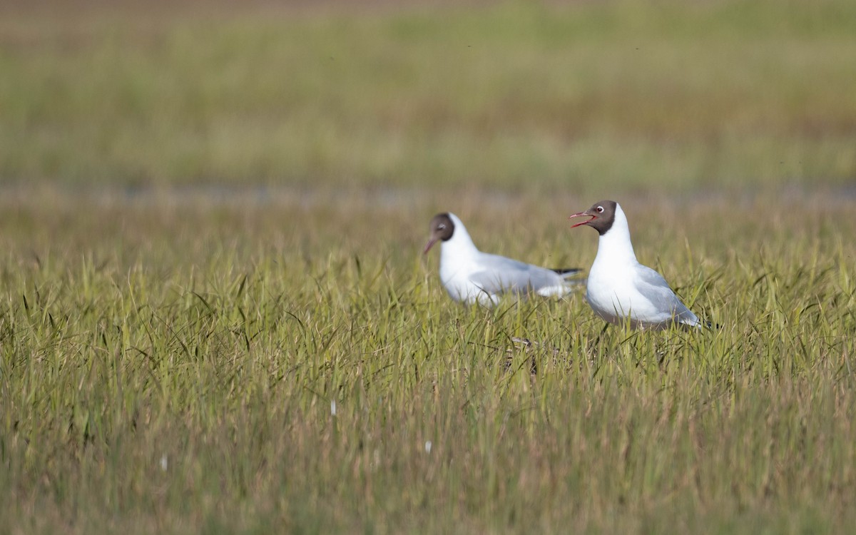 Black-headed Gull - ML620682722