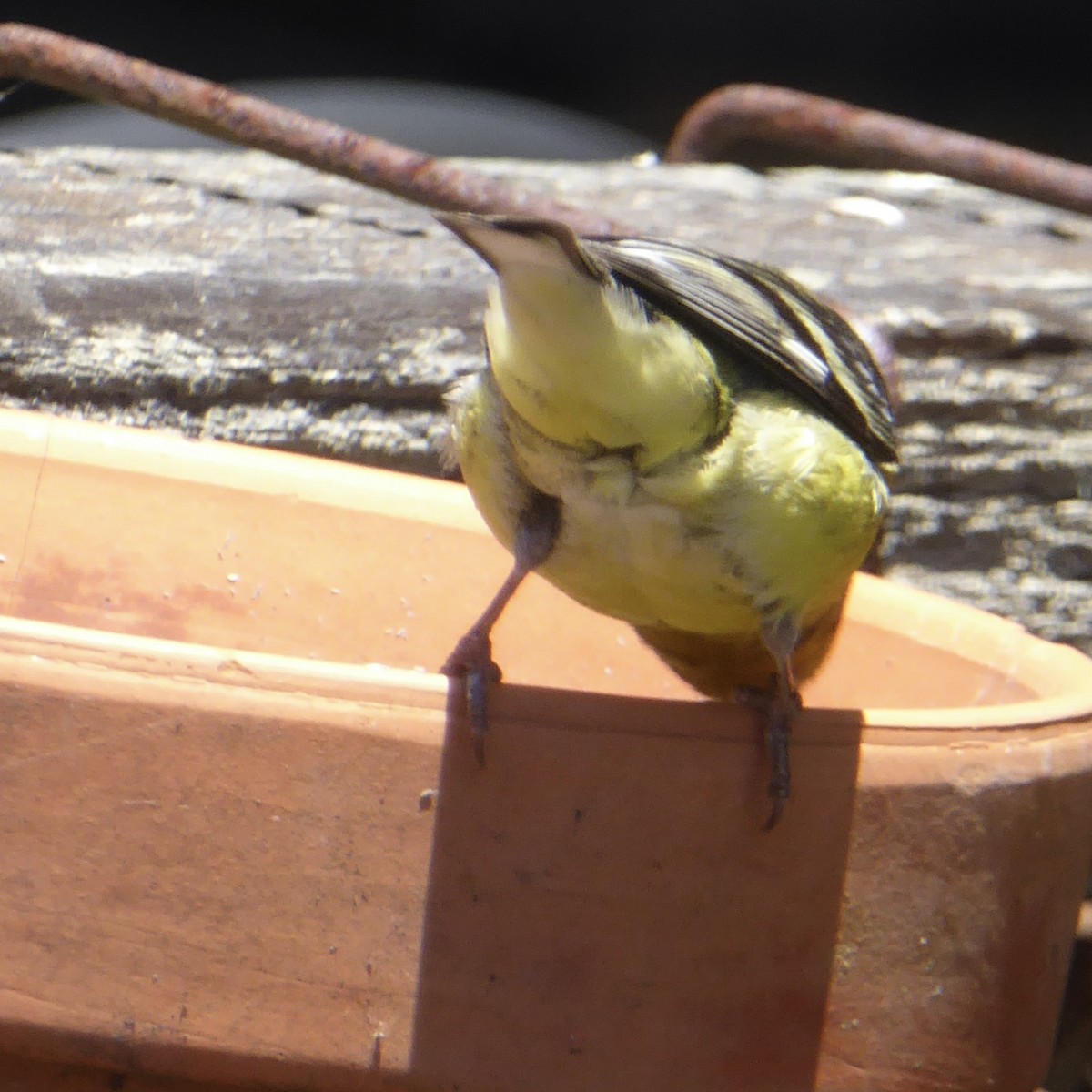 Lesser Goldfinch - ML620682726