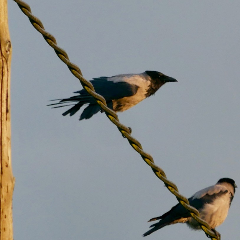 Hooded Crow - ML620682733