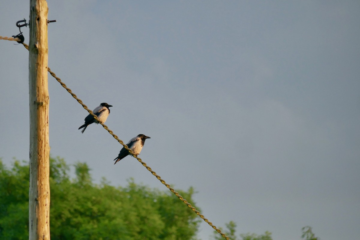 Hooded Crow - ML620682734