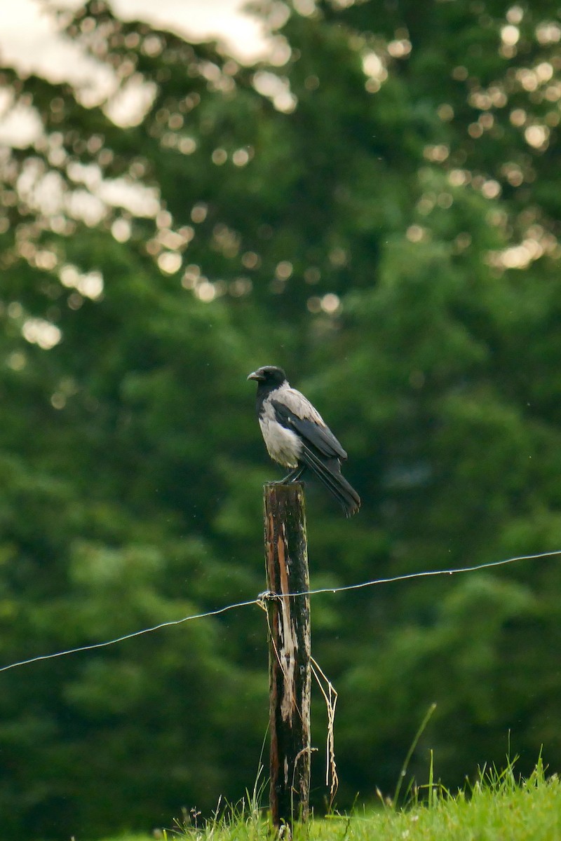 Hooded Crow - ML620682735