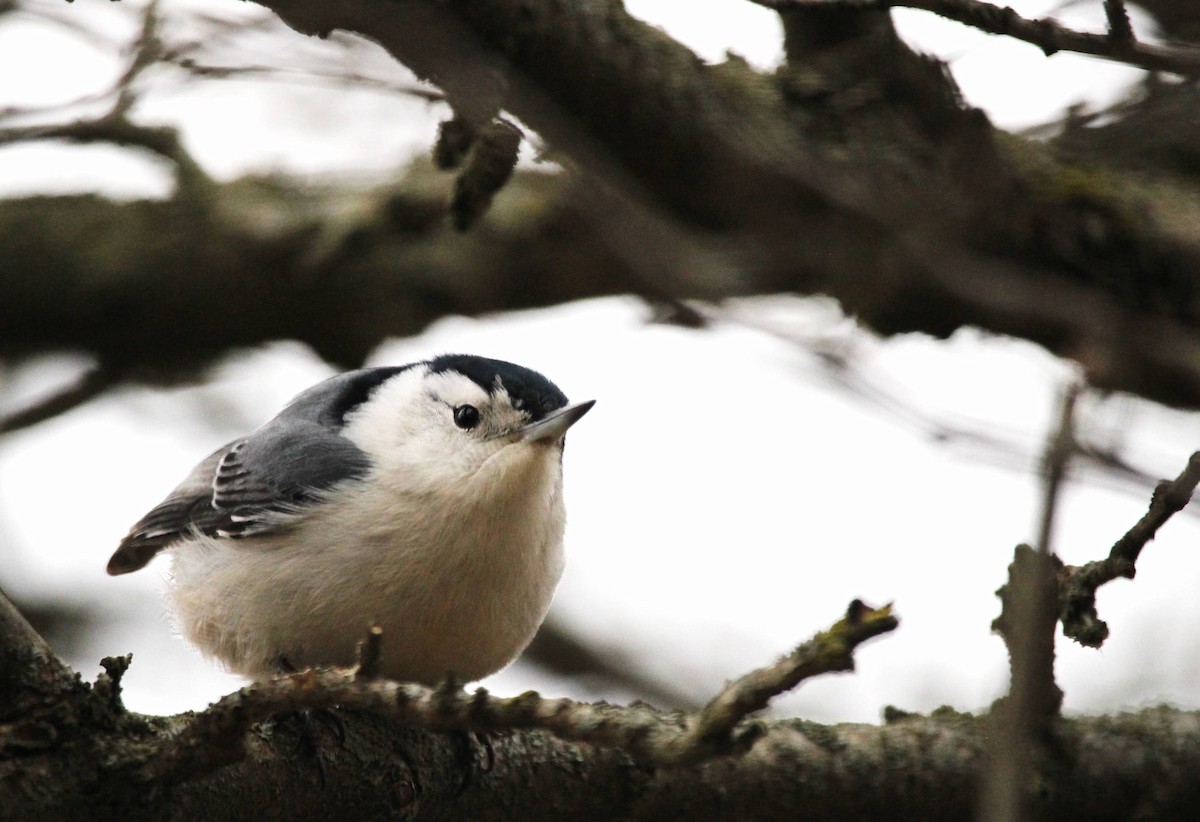 White-breasted Nuthatch - ML620682737