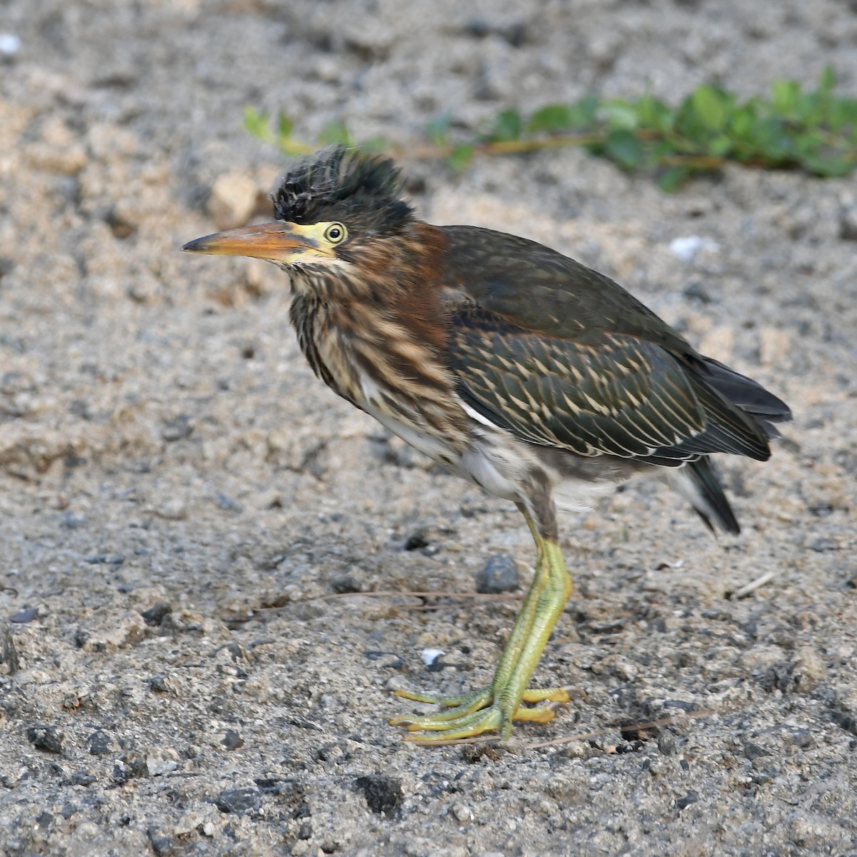 Green Heron - ML620682738