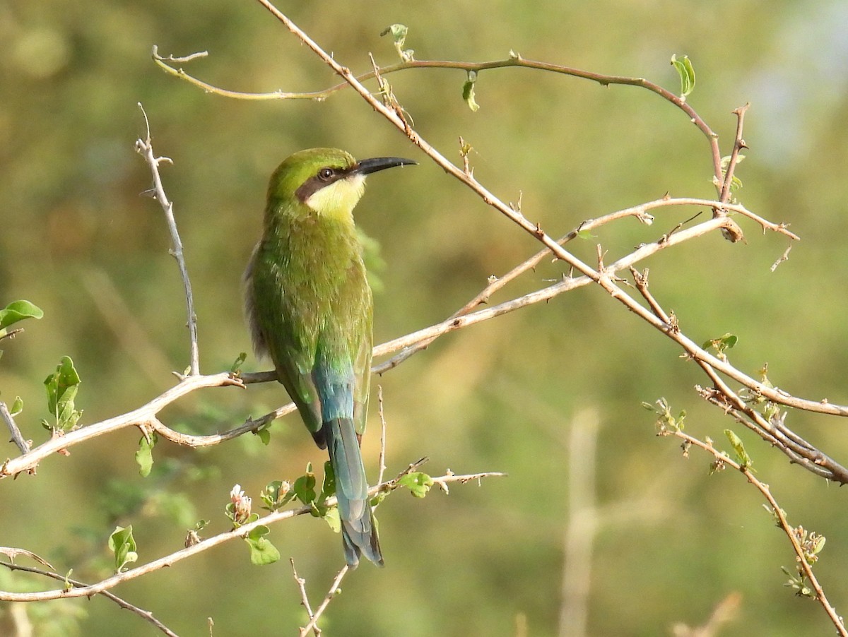 Swallow-tailed Bee-eater - ML620682739