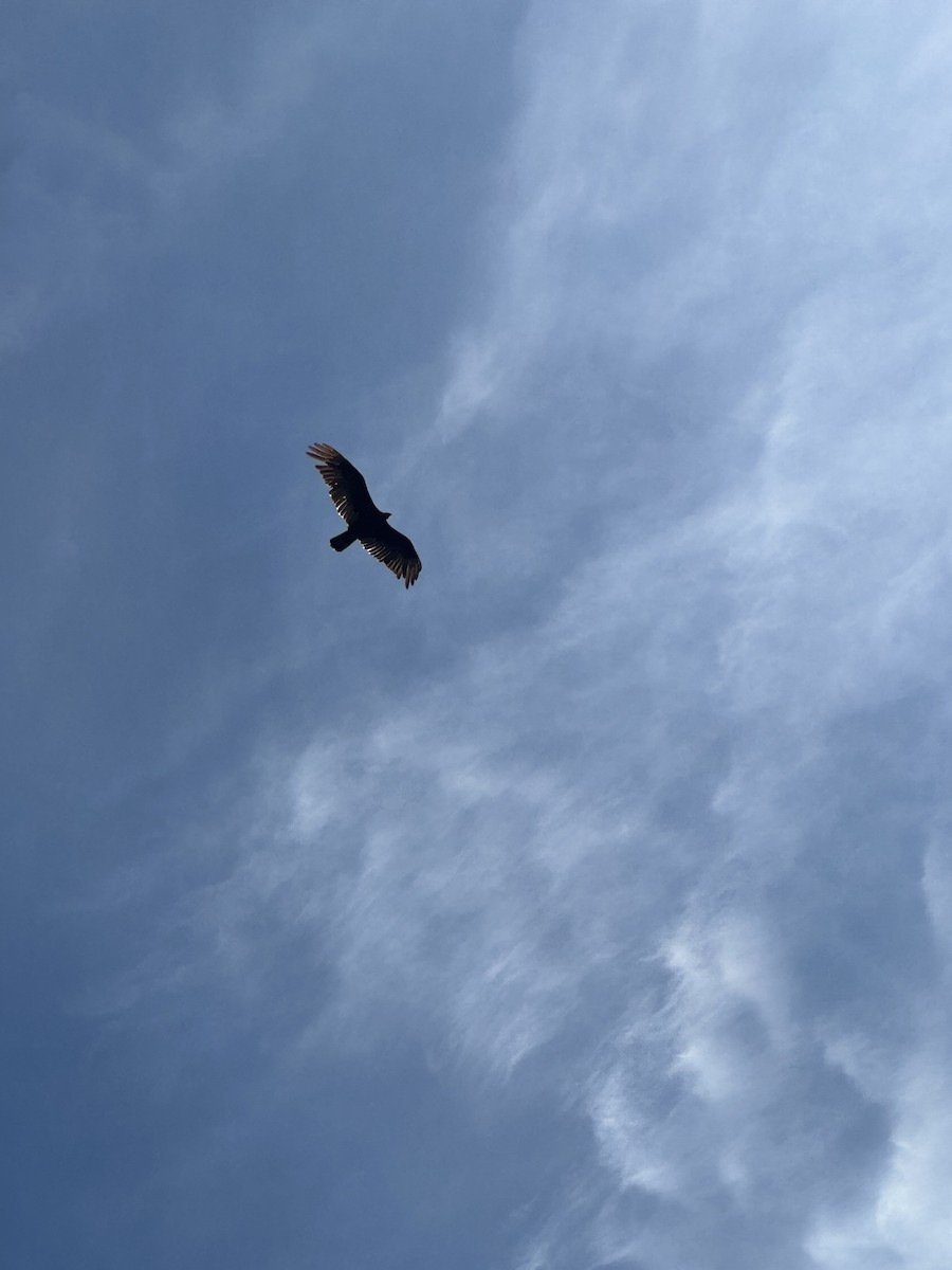 Turkey Vulture - ML620682741