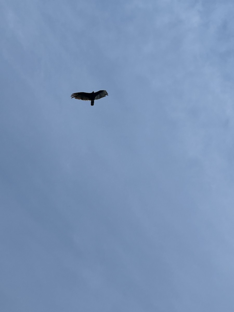 Turkey Vulture - ML620682742