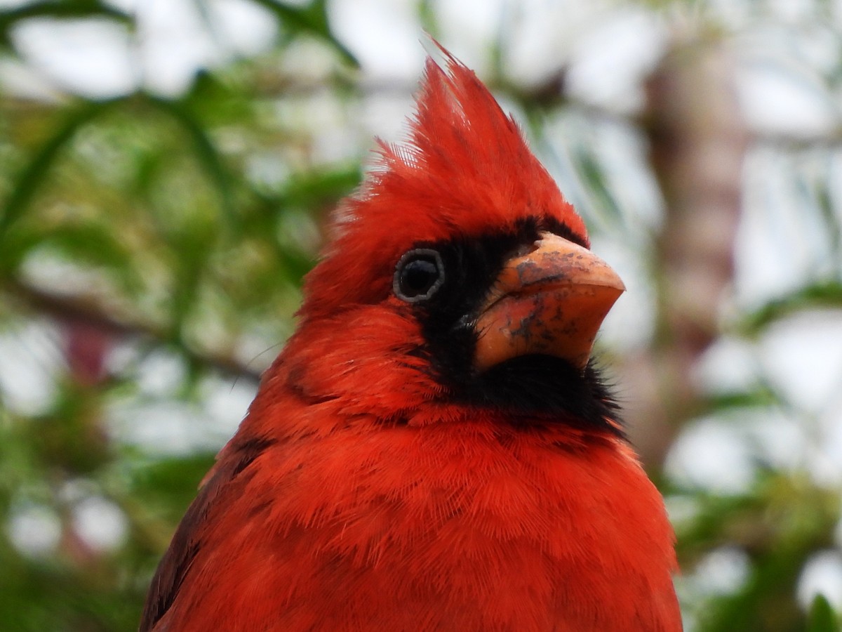 Cardinal rouge - ML620682743