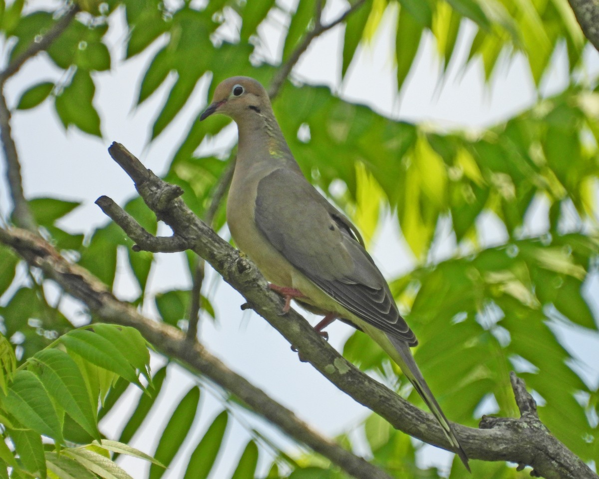 Mourning Dove - ML620682744