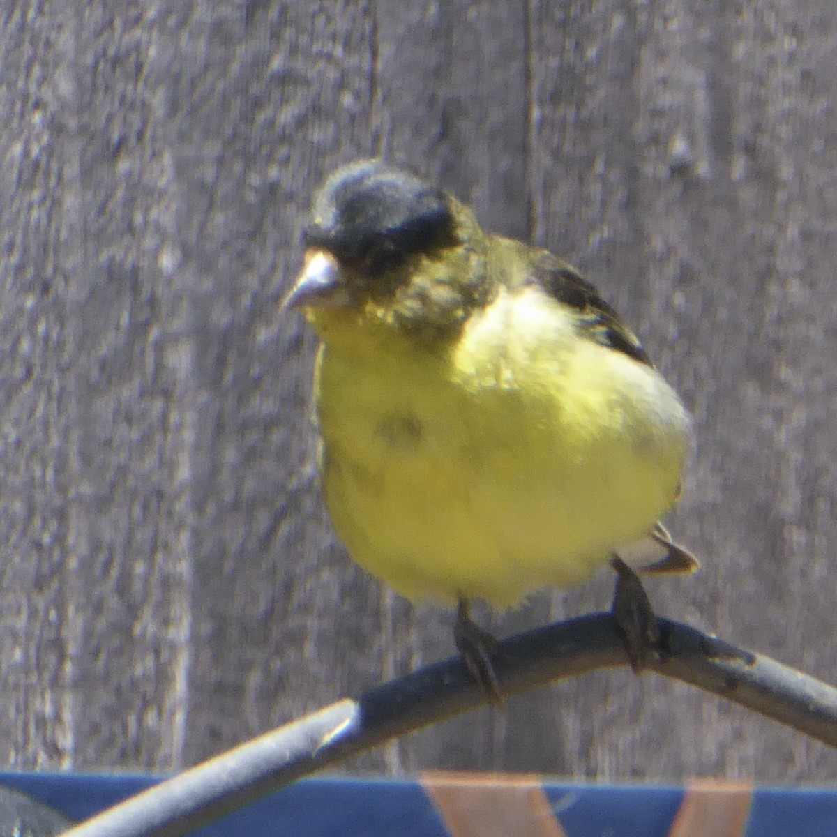 Lesser Goldfinch - ML620682745