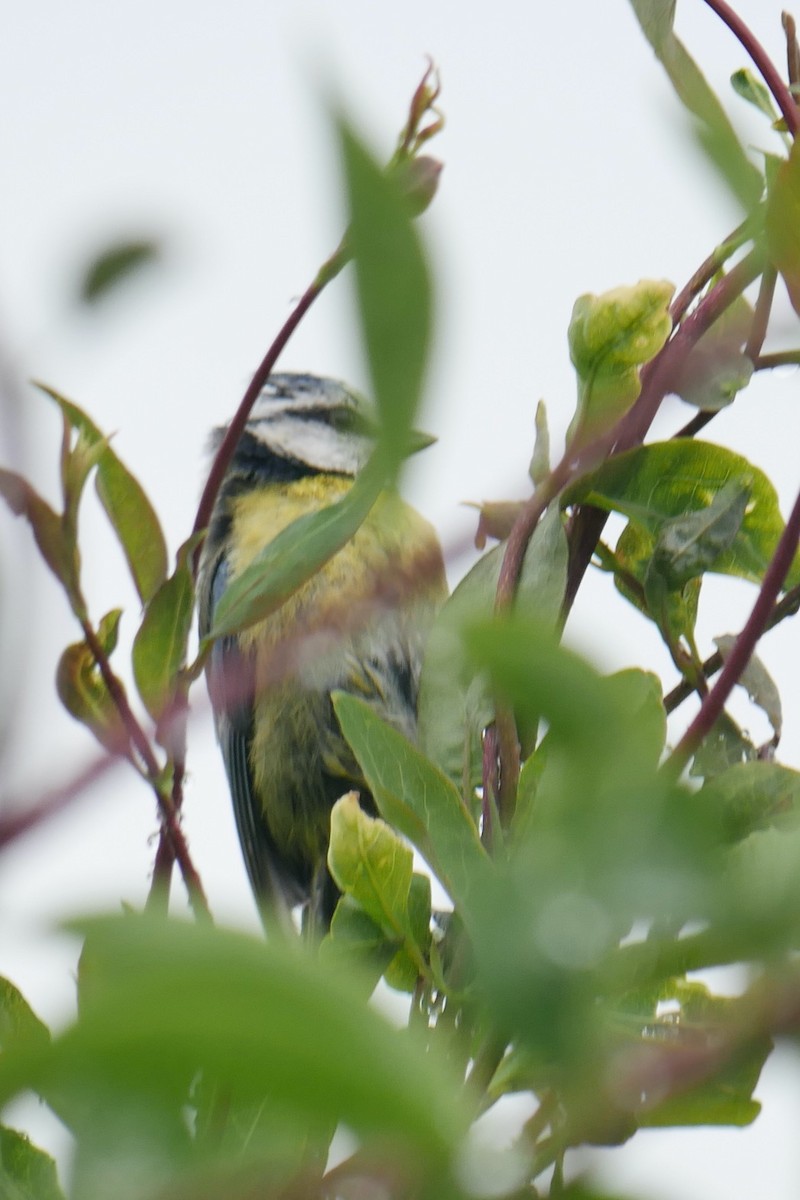 Eurasian Blue Tit - ML620682746