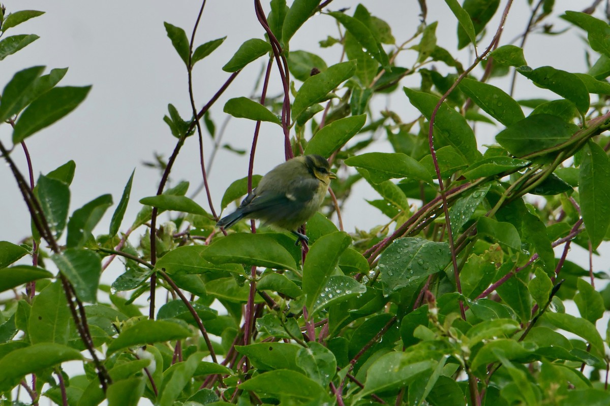 Eurasian Blue Tit - ML620682747