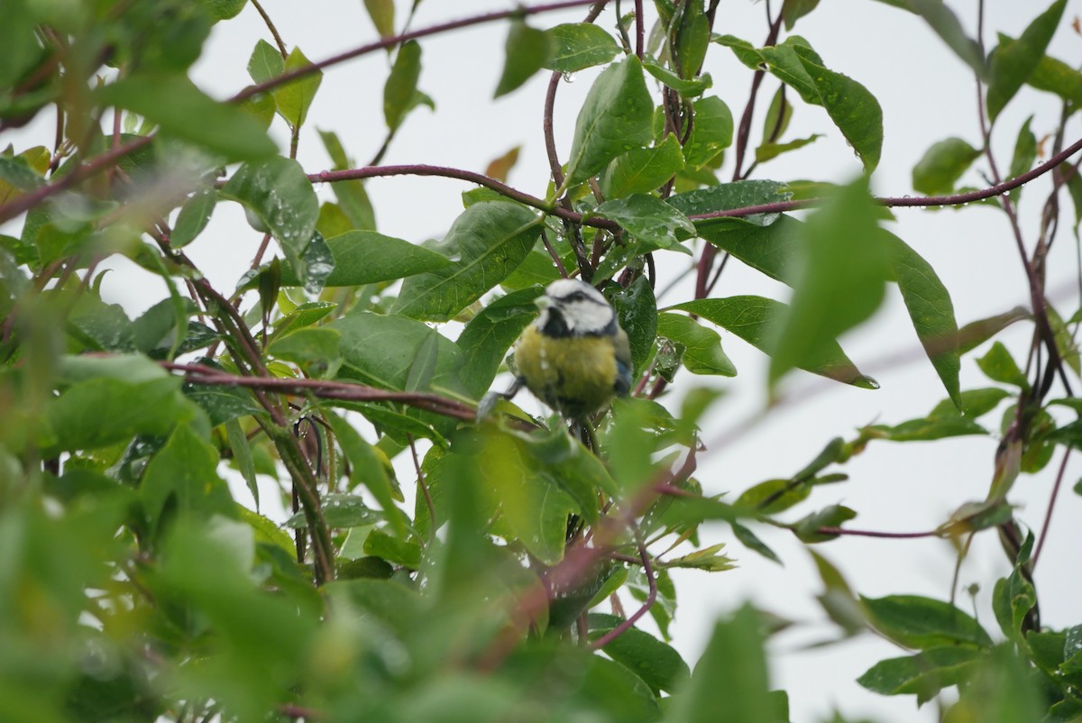 Eurasian Blue Tit - ML620682748