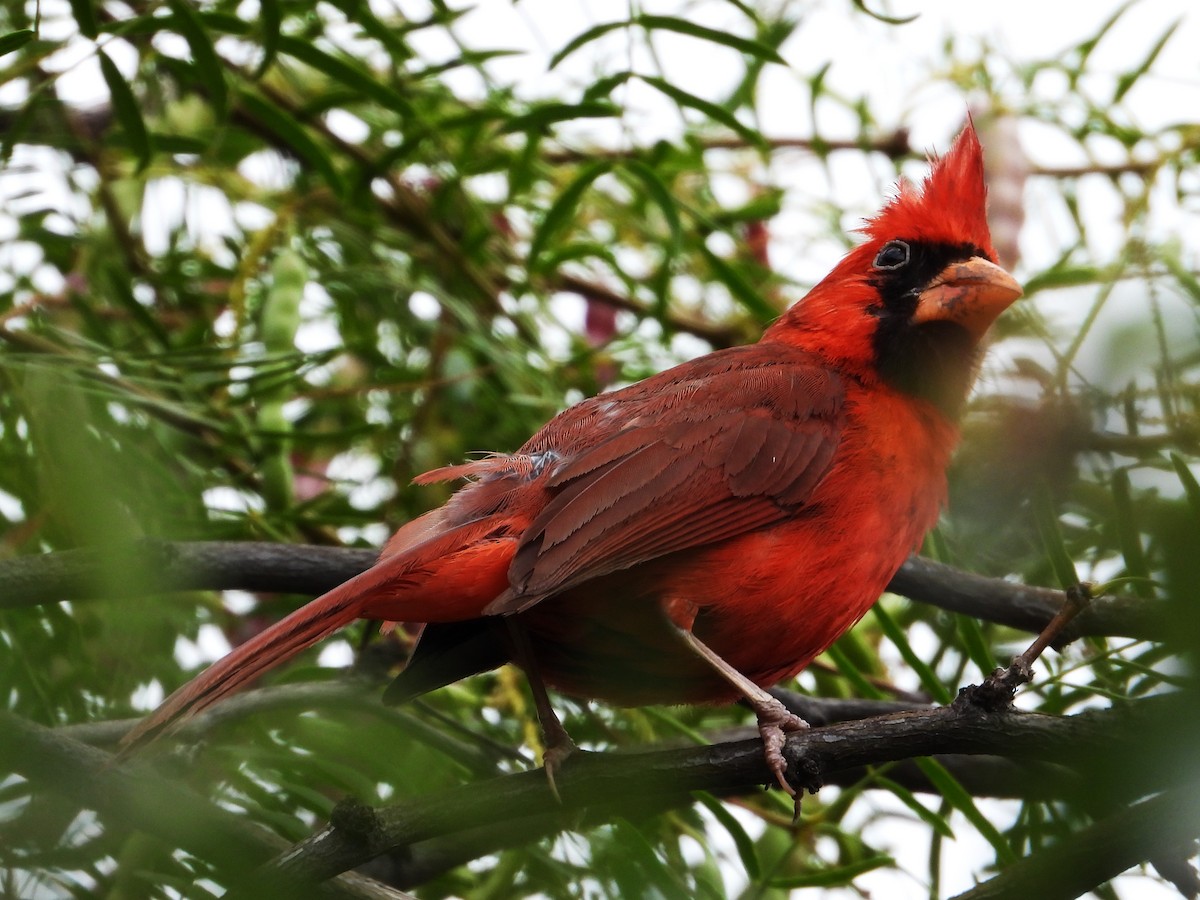 Northern Cardinal - ML620682749