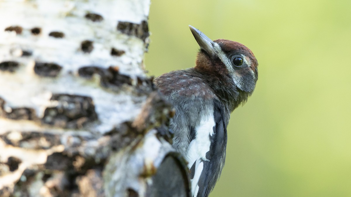 Red-breasted Sapsucker - ML620682750