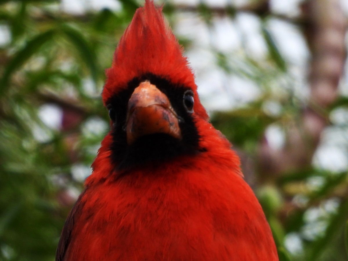 Northern Cardinal - Rocío Reybal 🐦