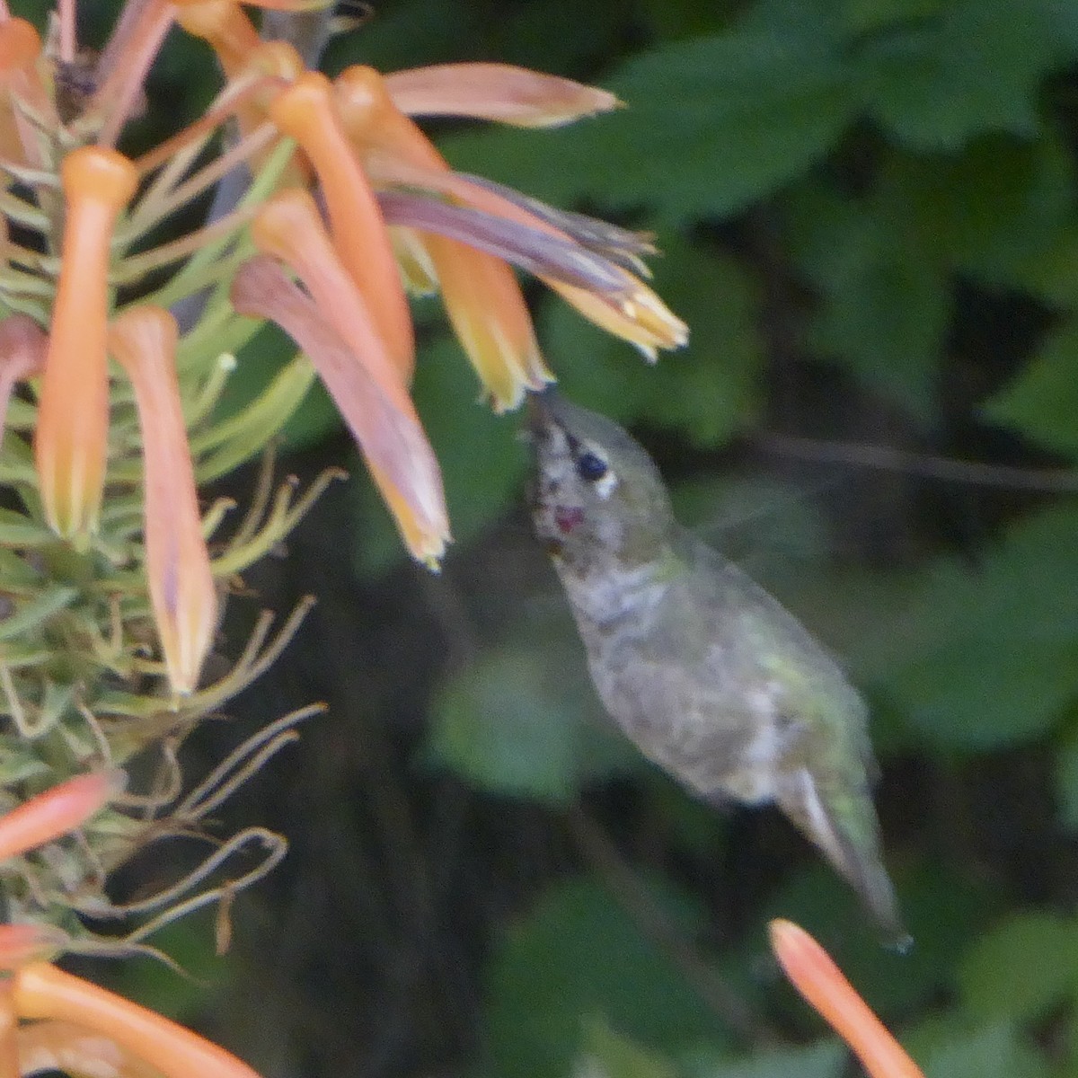 Anna's Hummingbird - ML620682754