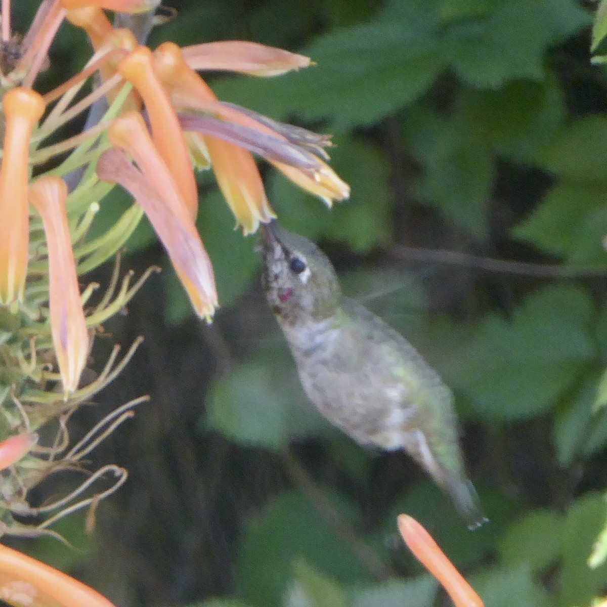 Anna's Hummingbird - ML620682756