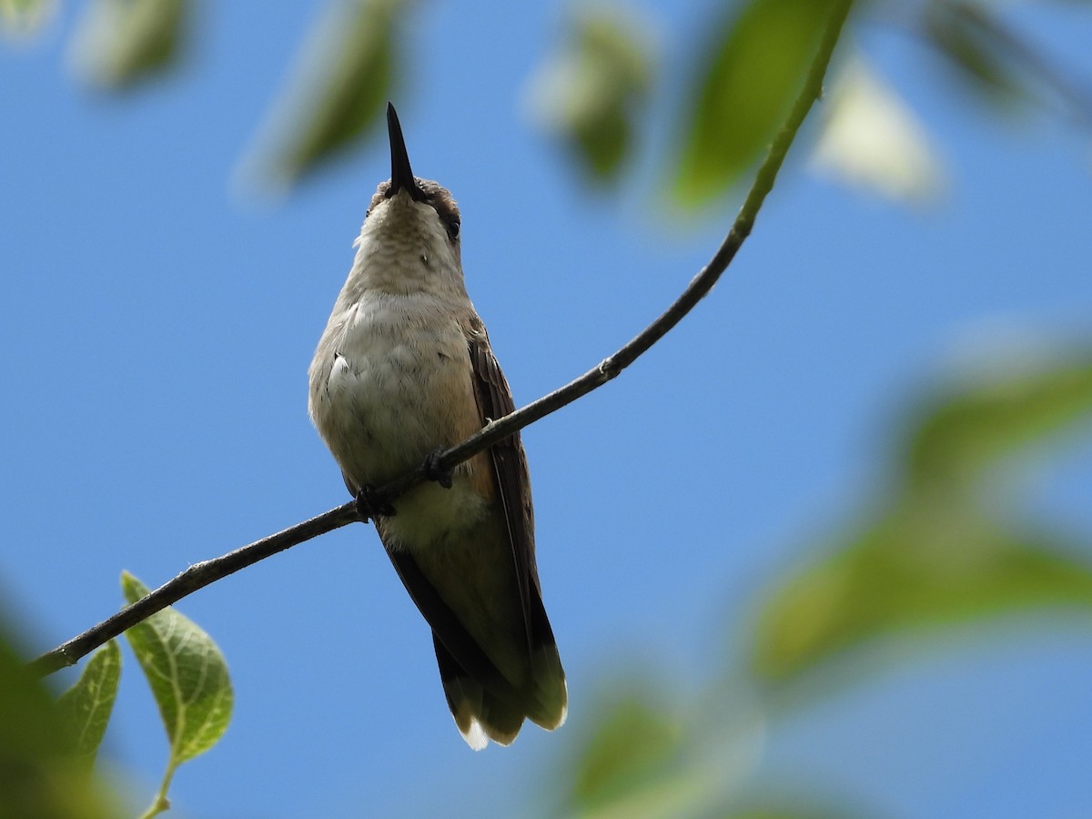 Black-chinned Hummingbird - ML620682759