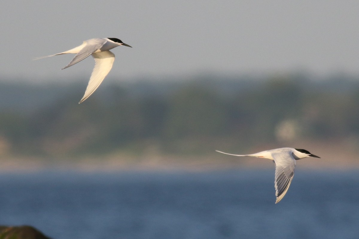 Roseate Tern - ML620682761