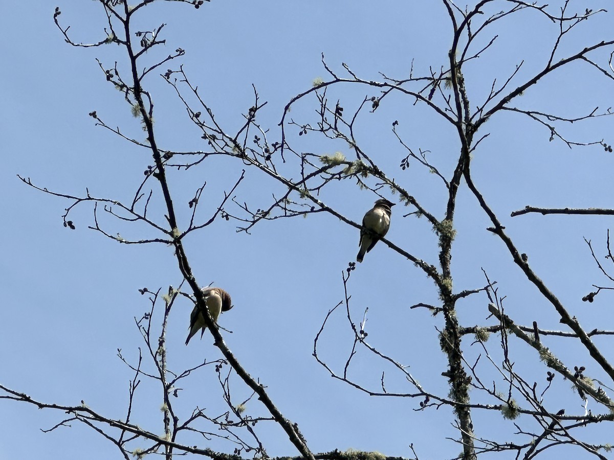 Cedar Waxwing - ML620682765