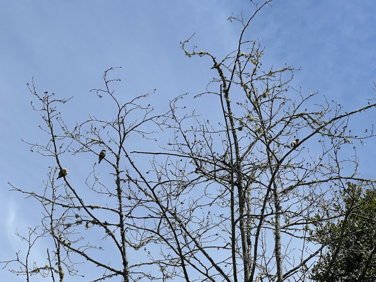 Cedar Waxwing - ML620682766