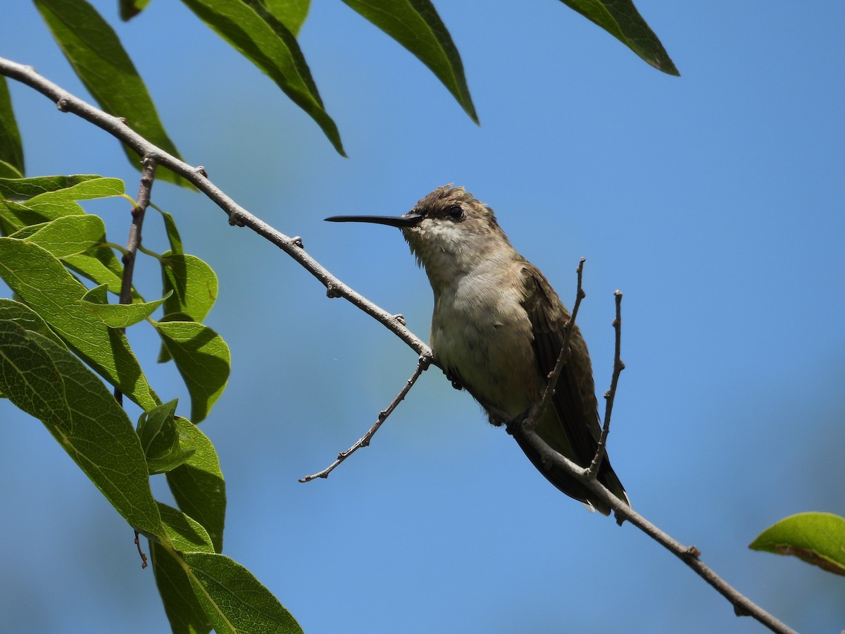 Colibri à gorge noire - ML620682767