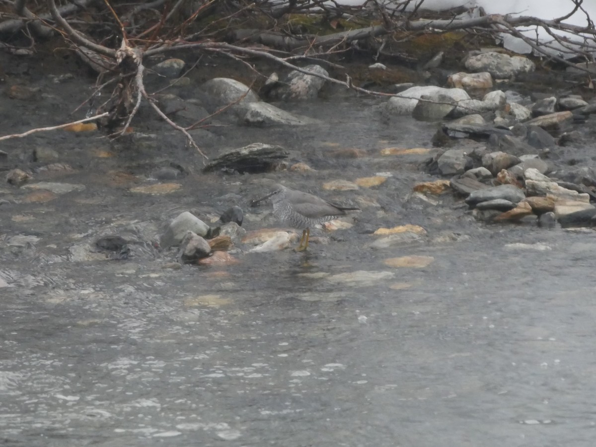 Wandering Tattler - ML620682768