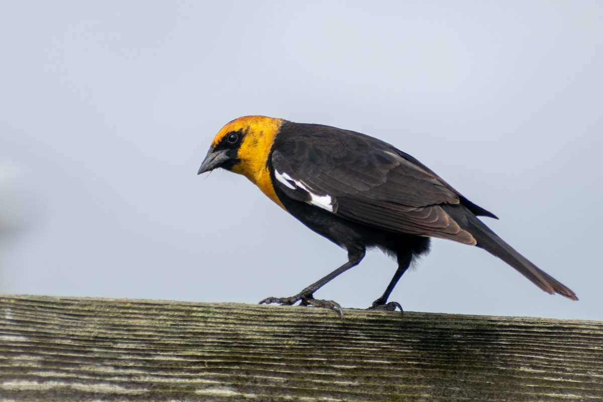 Yellow-headed Blackbird - ML620682771