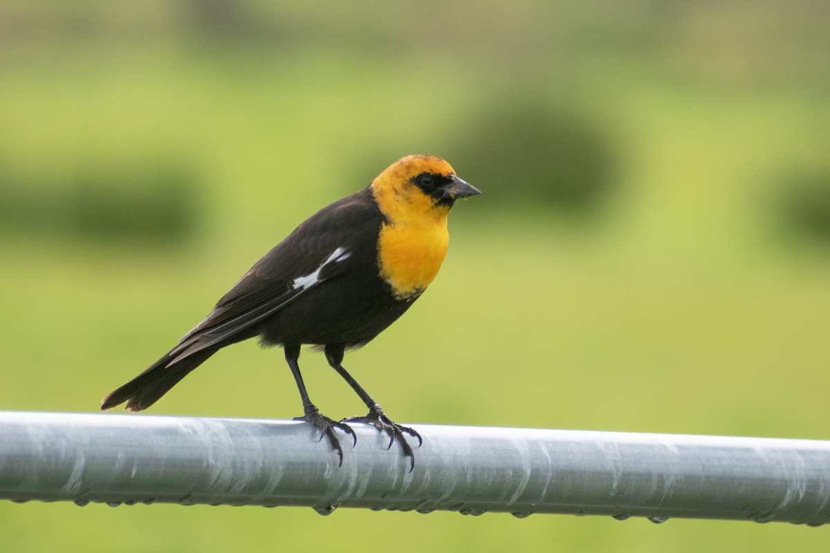 Yellow-headed Blackbird - ML620682772