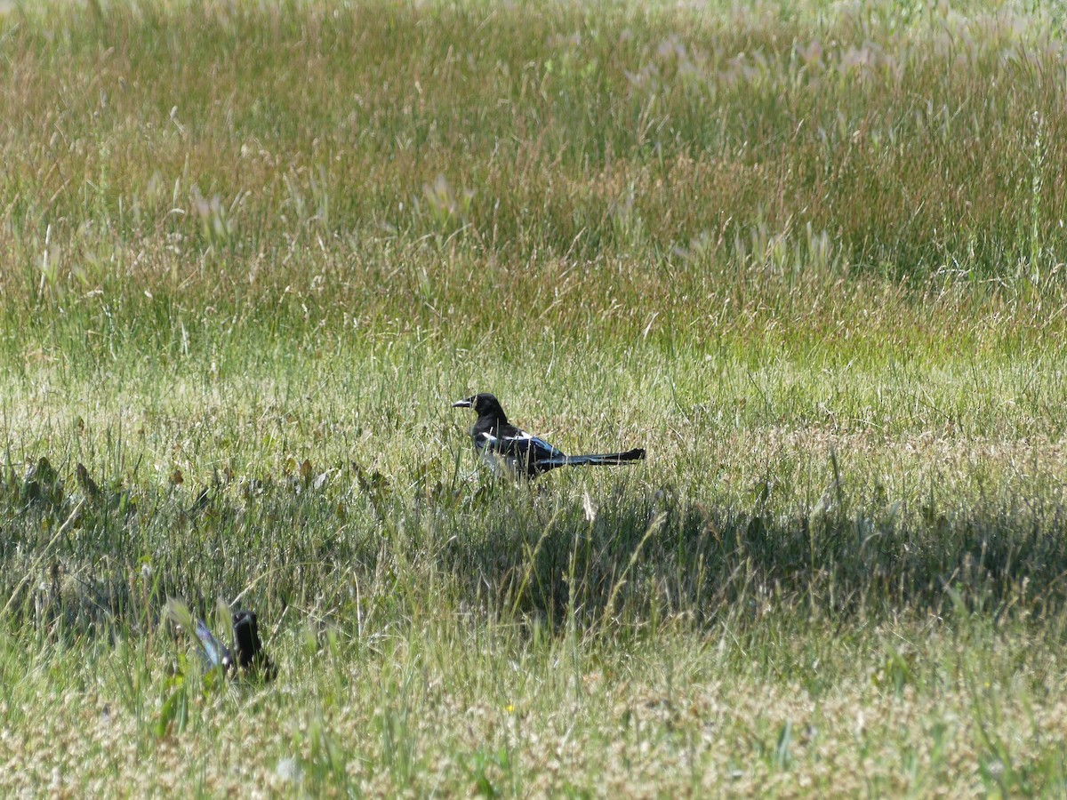 Black-billed Magpie - ML620682774