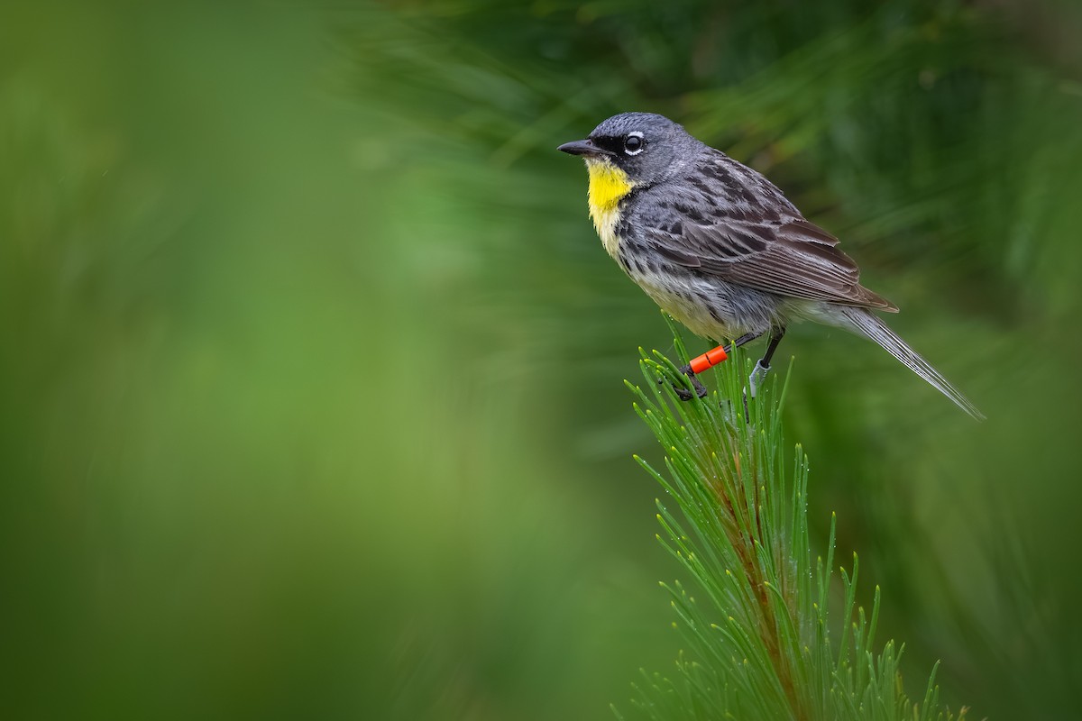 Kirtland's Warbler - ML620682777