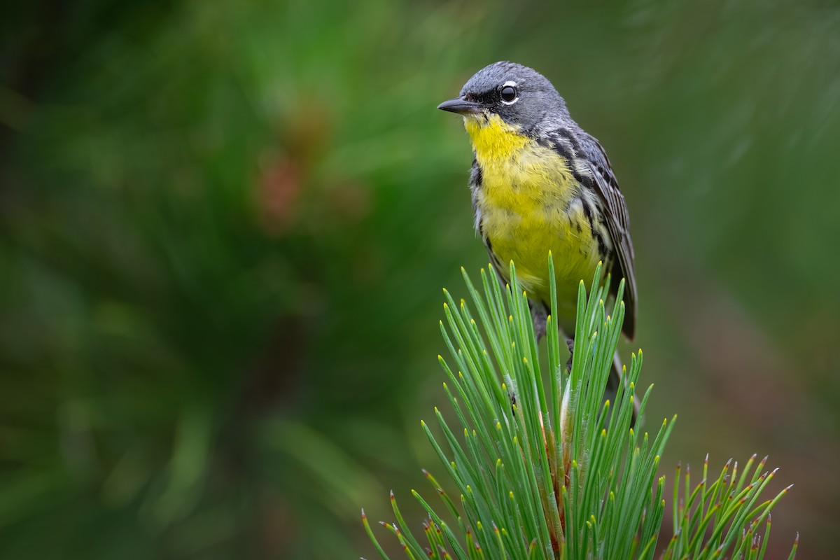 Kirtland's Warbler - Matt Zuro