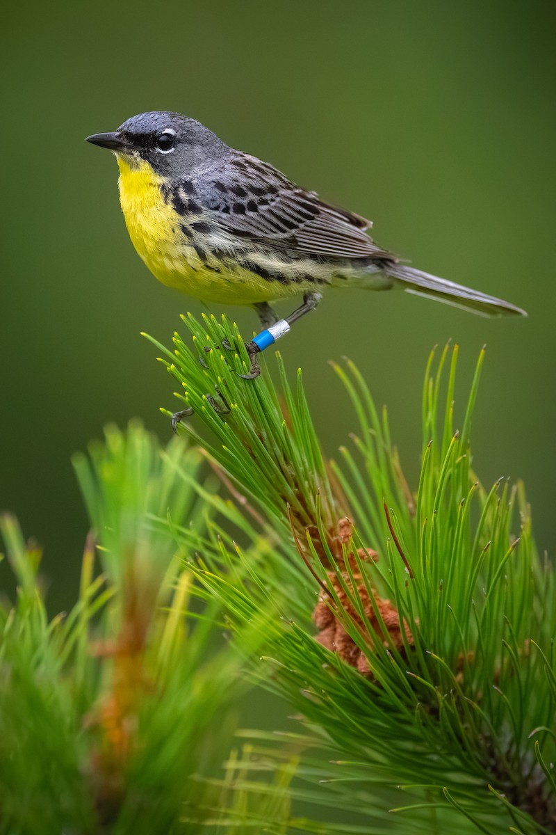 Kirtland's Warbler - ML620682780