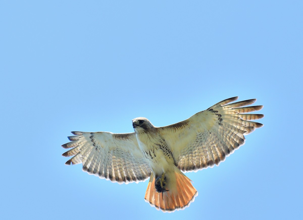 Red-tailed Hawk - ML620682783