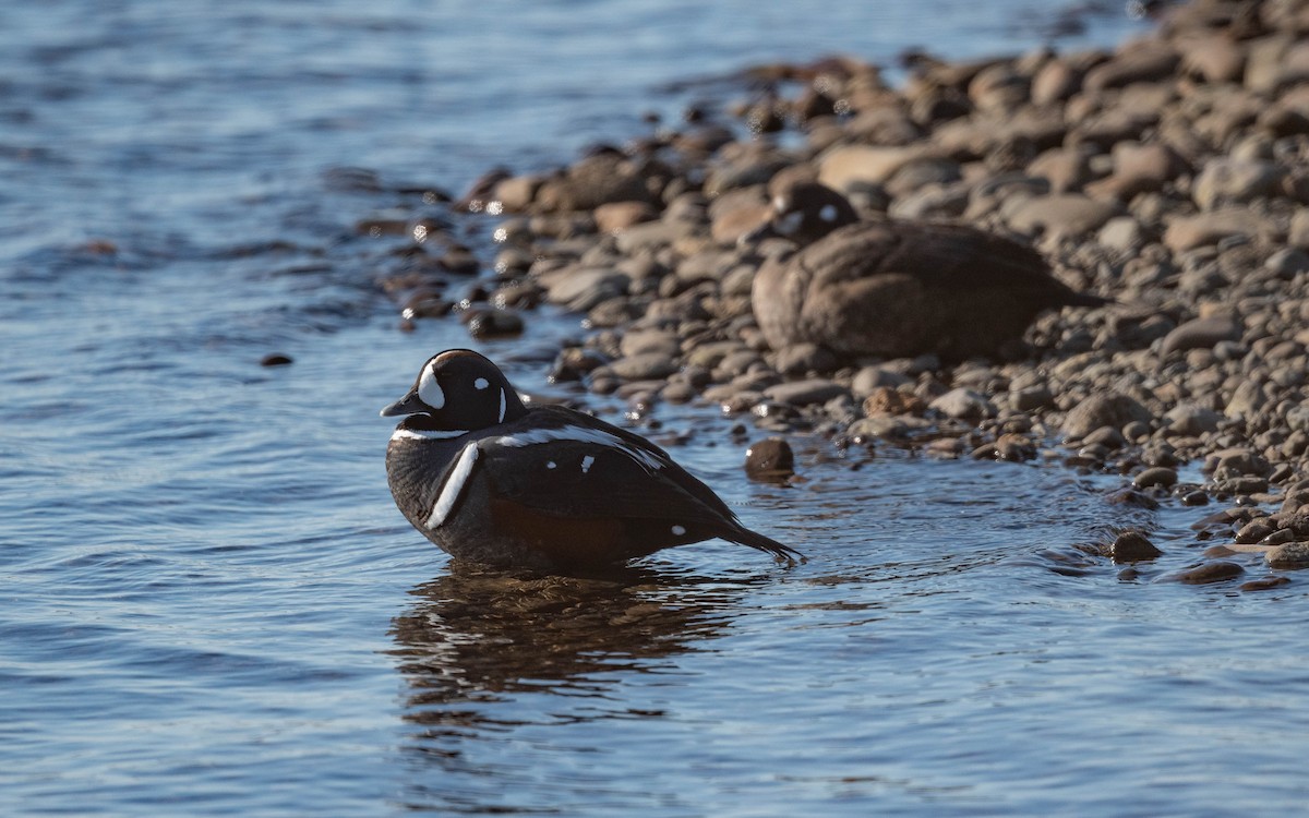 Harlequin Duck - ML620682785