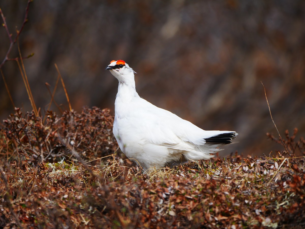 Alpenschneehuhn - ML620682786