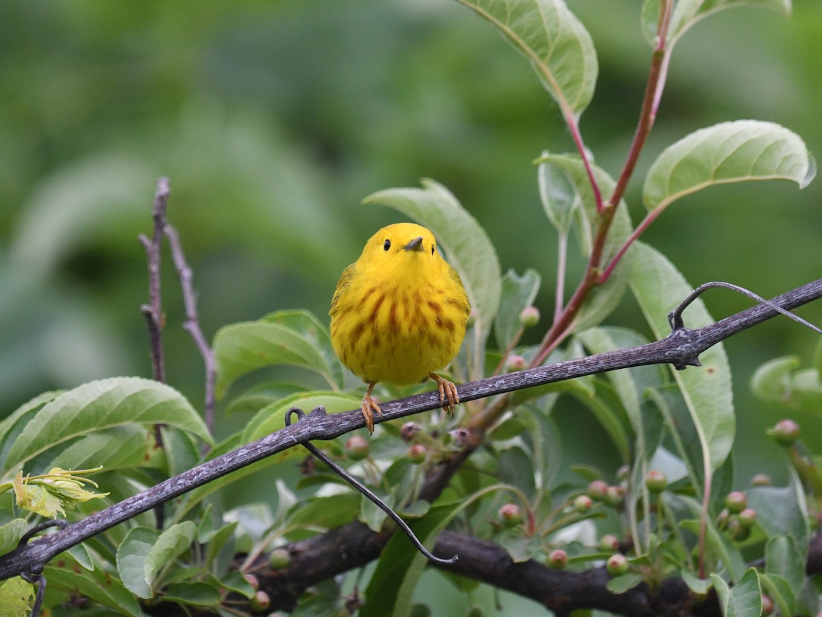 Yellow Warbler - ML620682794