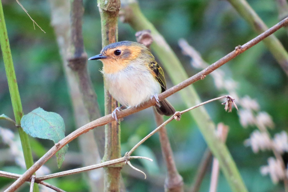 Ochre-faced Tody-Flycatcher - ML620682796