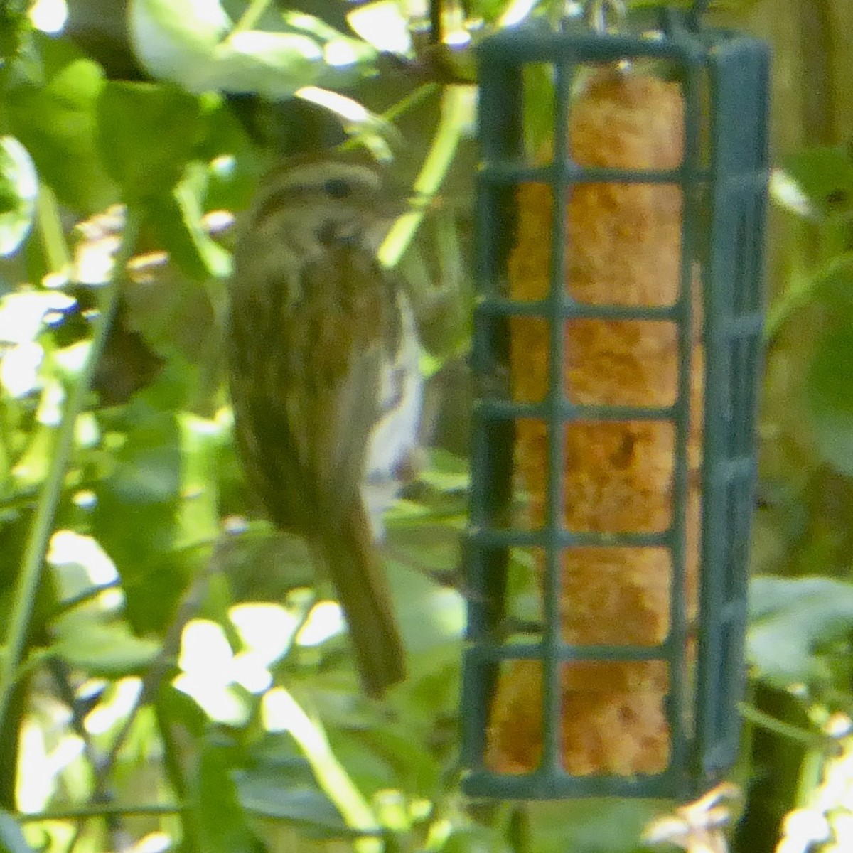 Song Sparrow - ML620682797