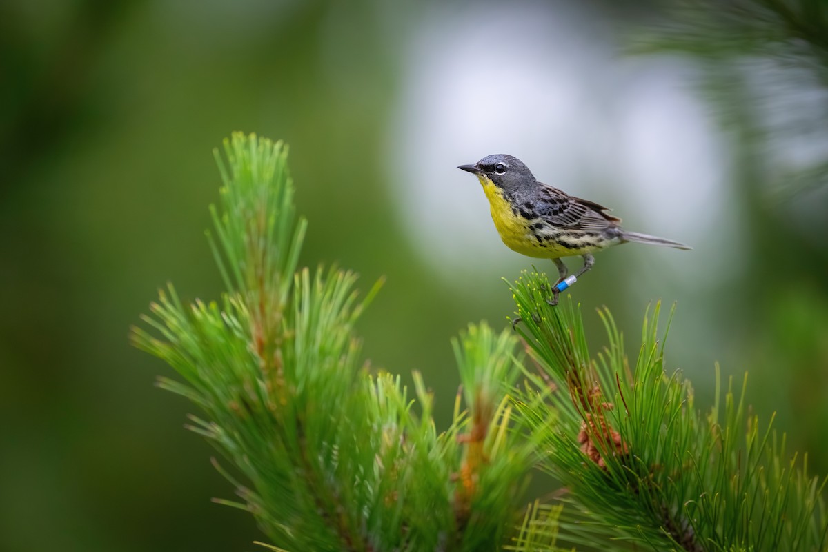 Kirtland's Warbler - ML620682800