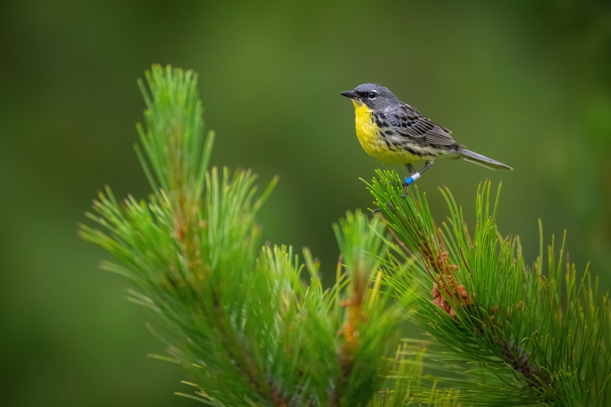 Kirtland's Warbler - ML620682801