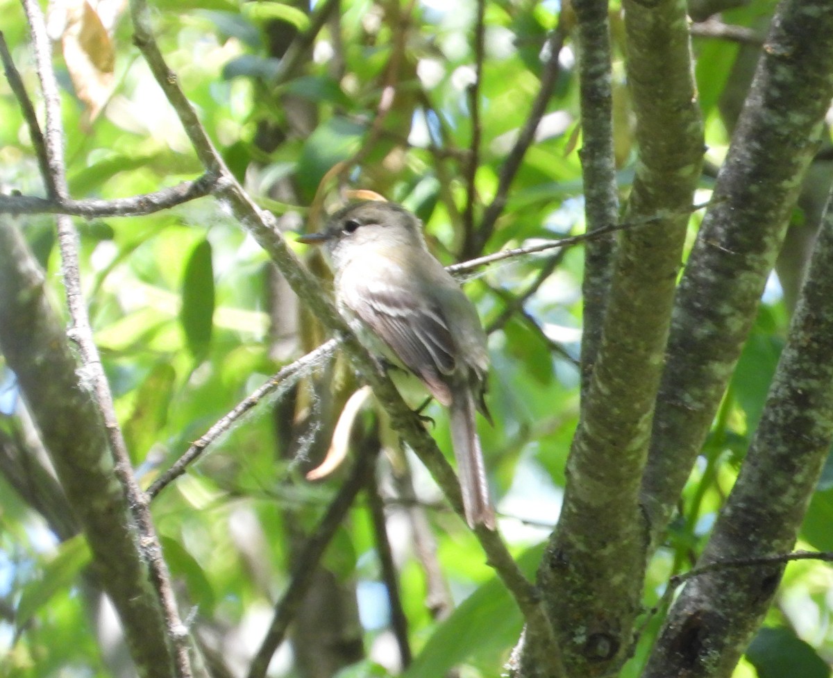 Least Flycatcher - ML620682802