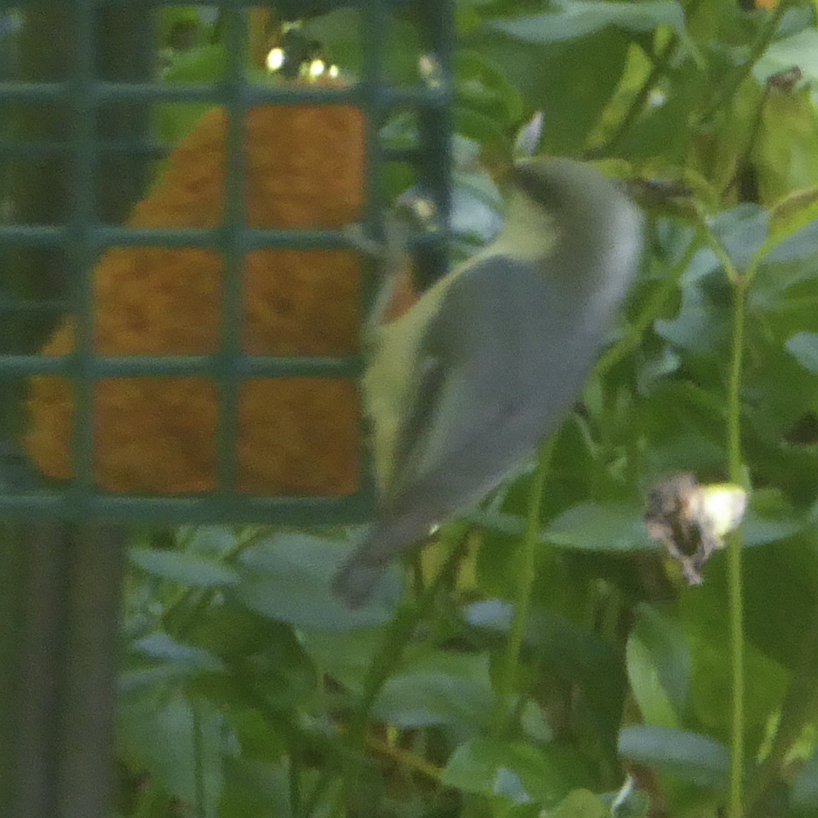 Pygmy Nuthatch - ML620682803