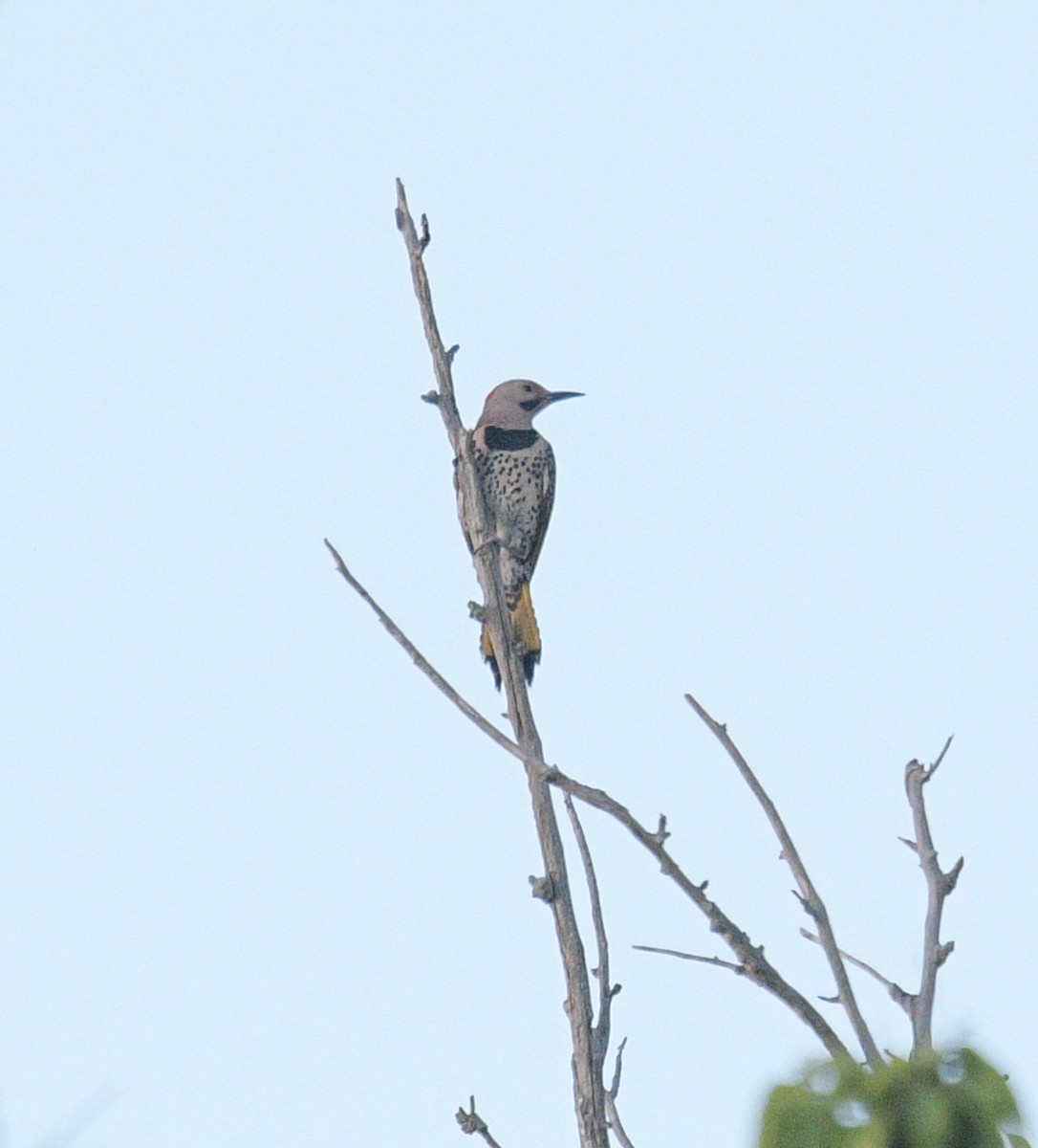 Northern Flicker - ML620682804