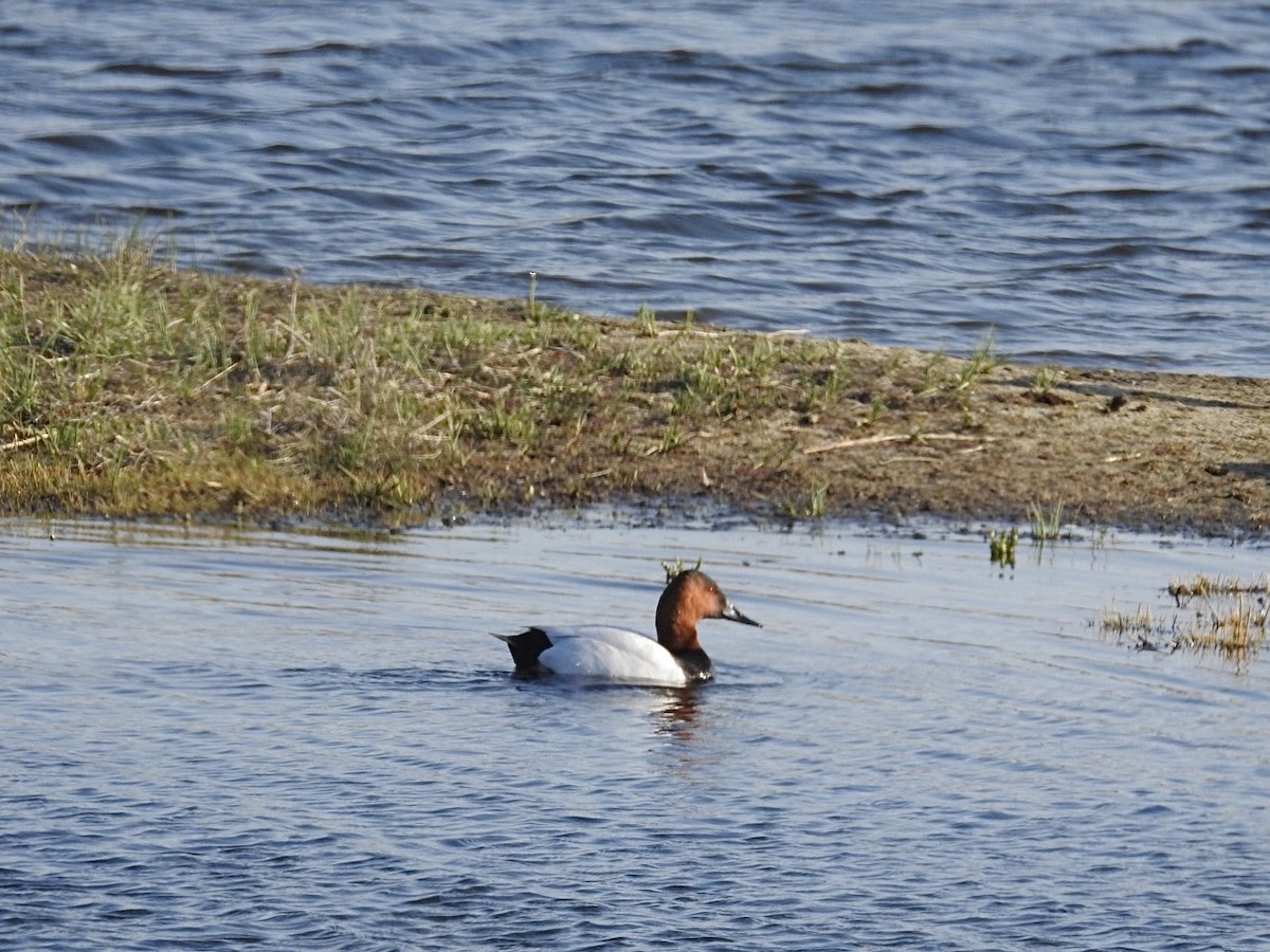 Canvasback - Yvan Bernier