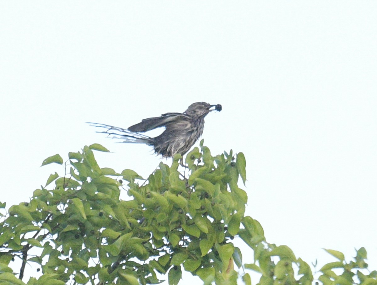 Northern Mockingbird - ML620682808